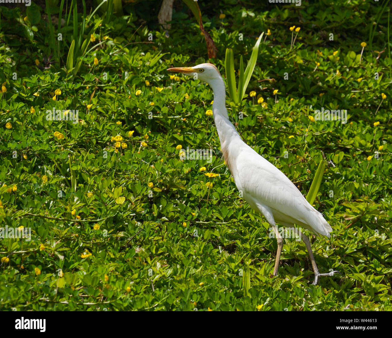 White Egret Walking Through a Field of Green and Yellow Stock Photo