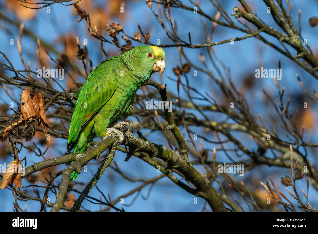 Nisthohlen High Resolution Stock Photography and Images - Alamy