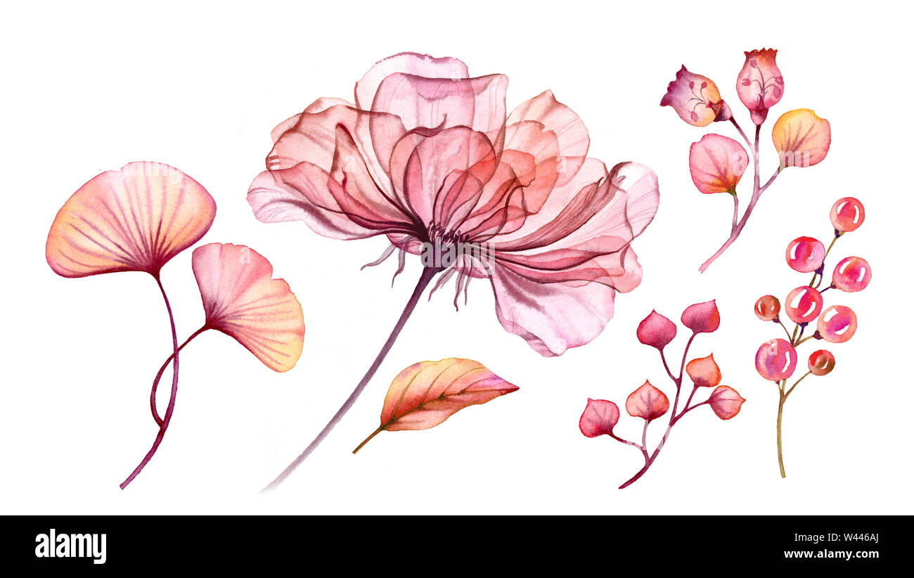 Watercolor Transparent floral rose set isolated on white collection of berries, leaves, branches bundle in pastel pink, green orange red coral Stock Photo