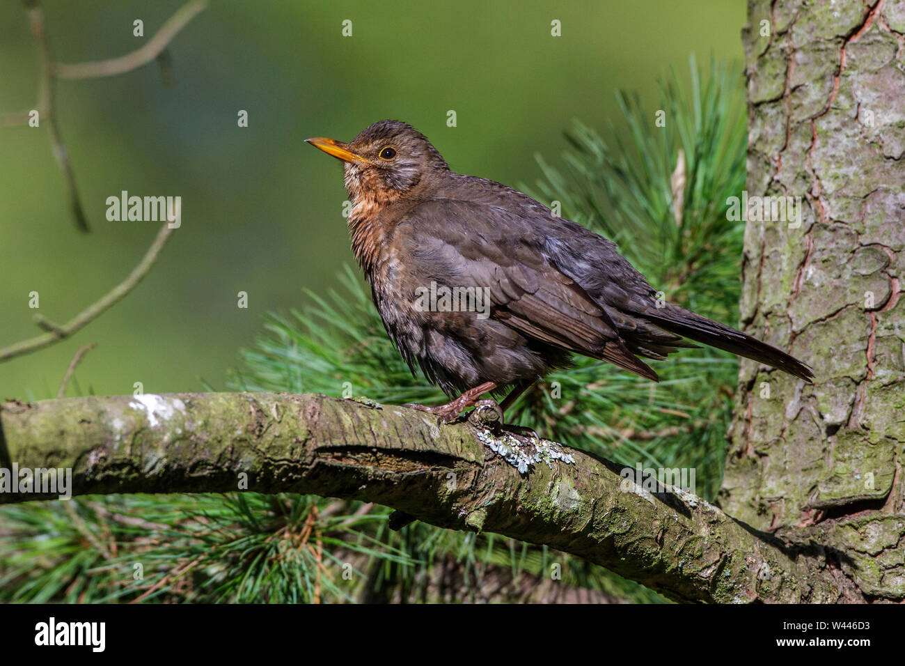 Common Blackbird Amsel Turdus Merula Weibchen Stock Photo Alamy Common Blackbird Amsel Turdus Merula Weibchen Stock Photo Alamy