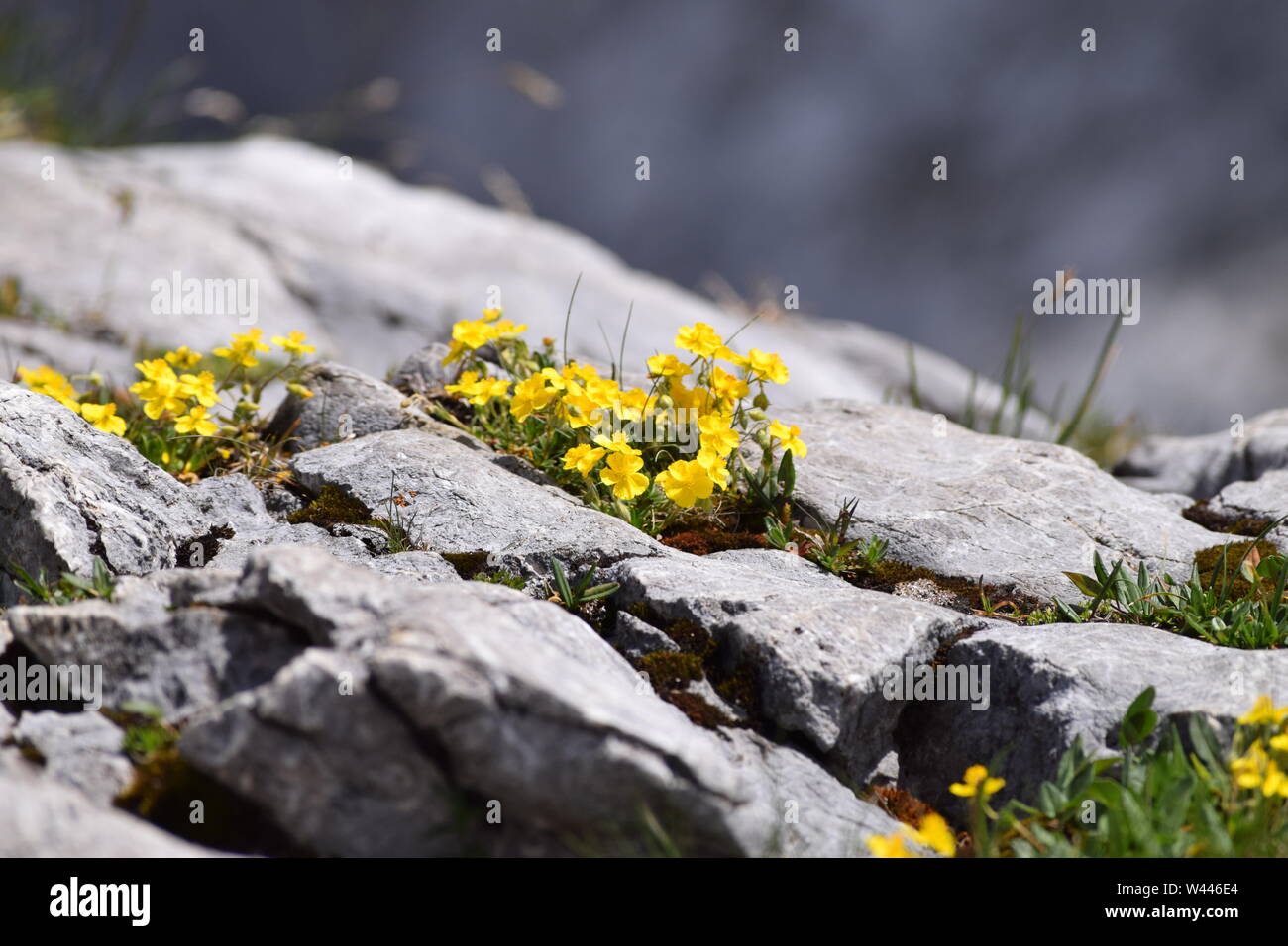 Alpine Poppy High Resolution Stock Photography and Images - Alamy