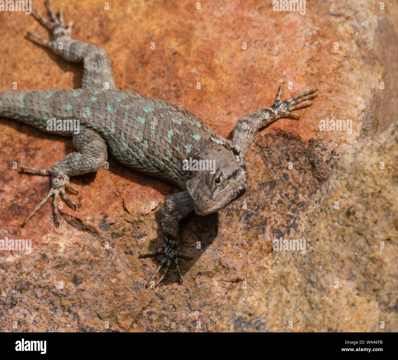 A Lizard with Turquoise Spots Takes in the Waning Sunlight Stock Photo
