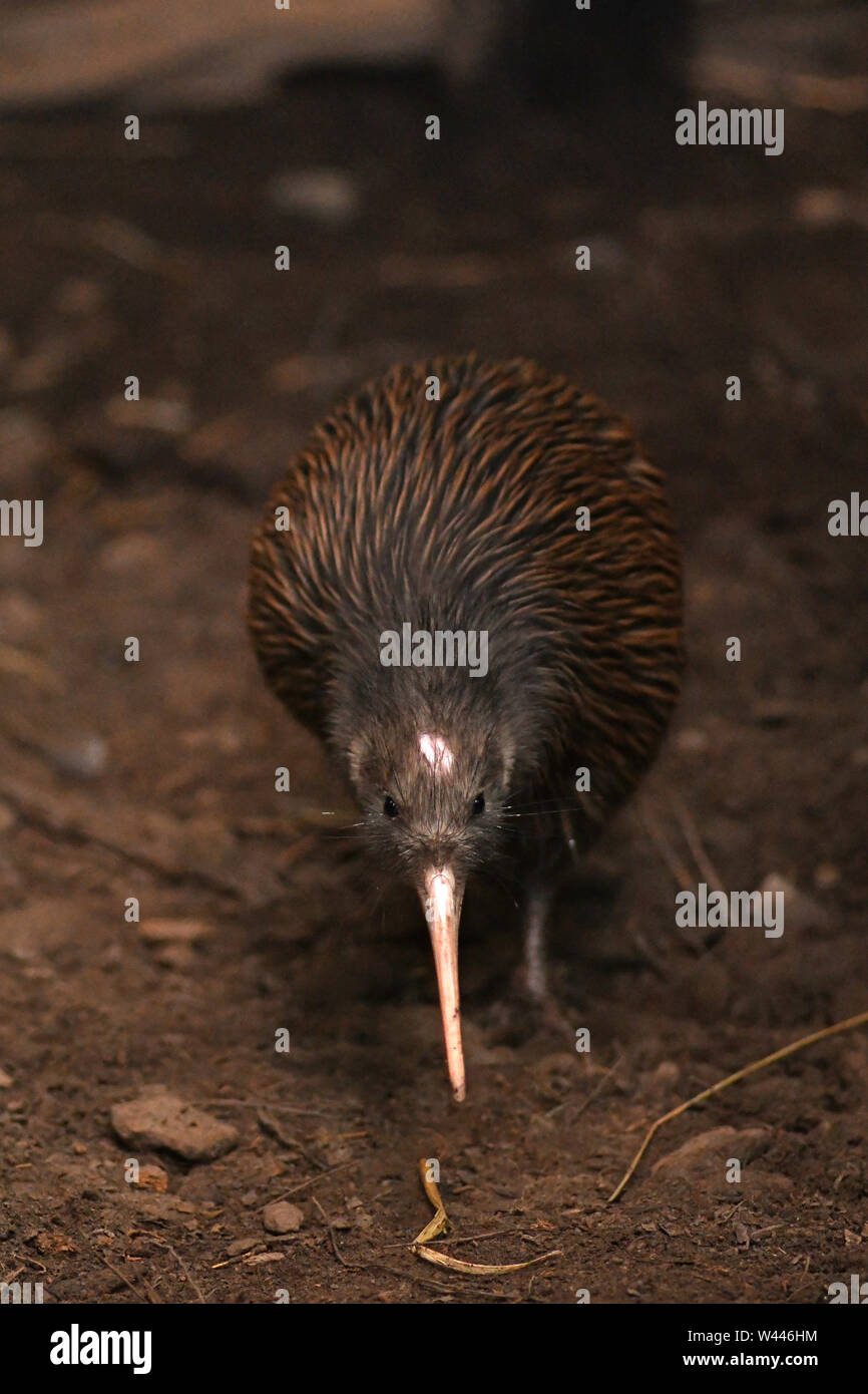 The North Island brown kiwi, Apteryx mantelli, is the most common kiwi, with about 35,000 remaining, in the wild in New Zealand. This bird holds the w Stock Photo