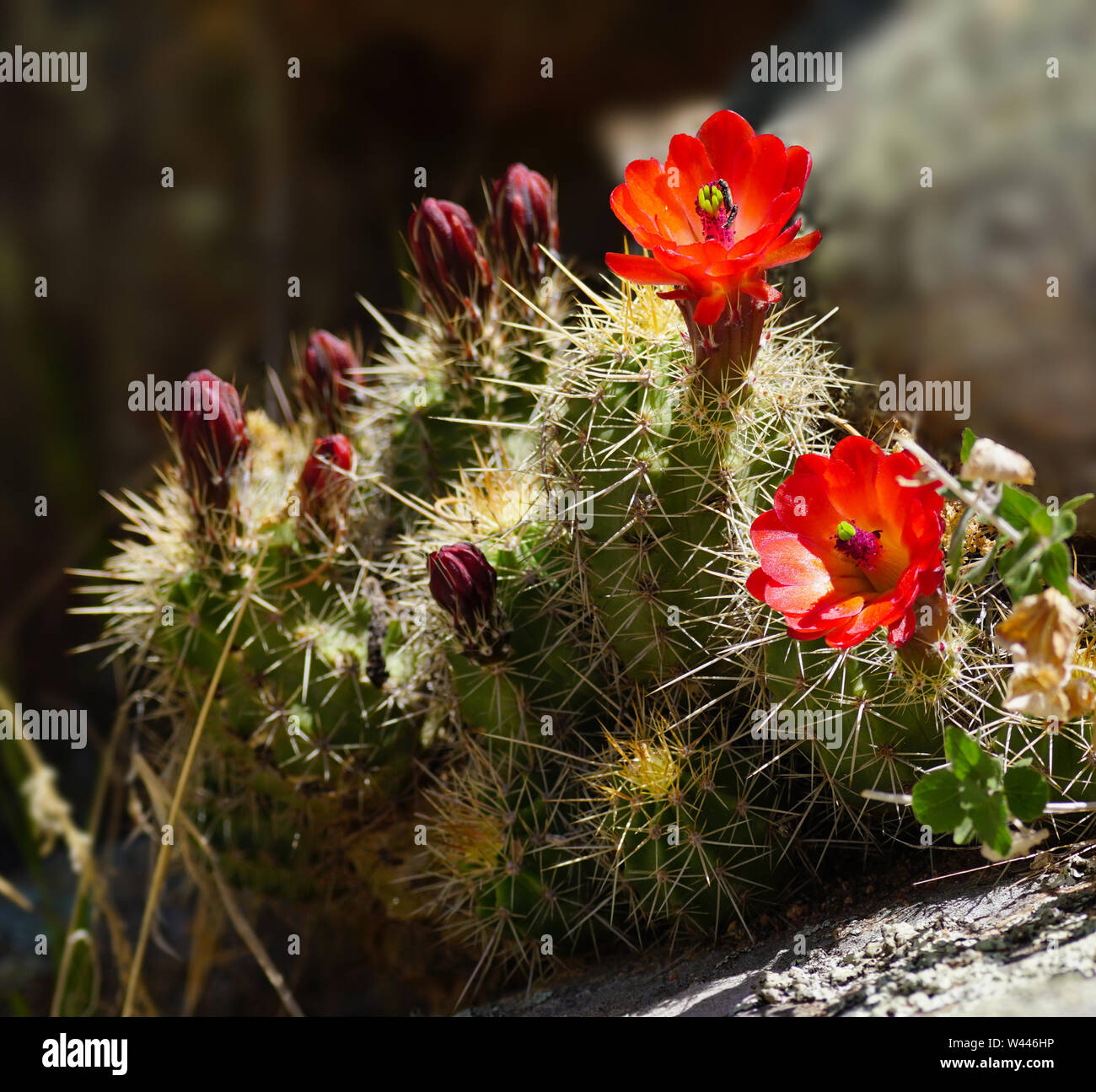 The Bright Red Cactus Flowers of Spring Stock Photo
