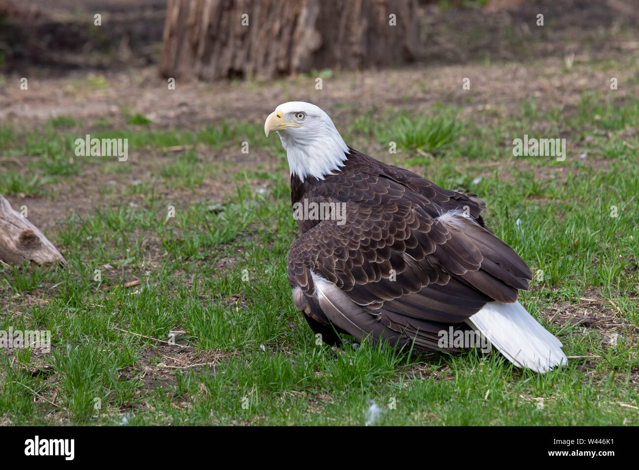 Detroit, Michigan - A bald eagle (Haliaeetus leucocephalus) at the Detroit Zoo. The eagle was brought to the zoo after it was found with a severe wing Stock Photo
