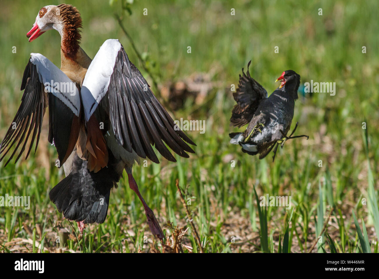 Egyptian goose, Nilgans (Alopochen aegyptiacus) im Streit mit Teichhuhn Stock Photo