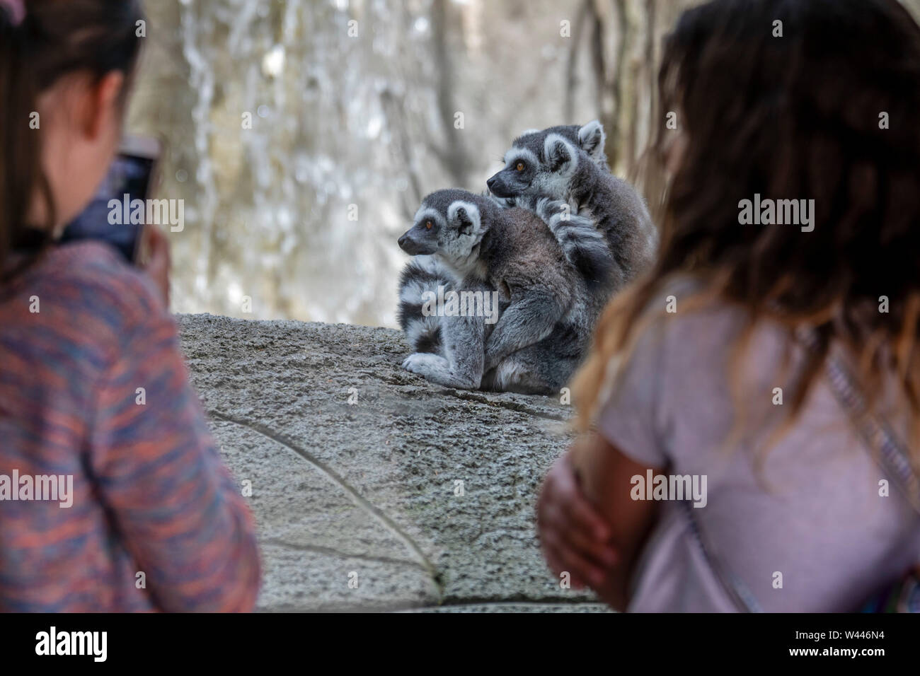 Detroit, Michigan - Children watch ringtailed lemurs (Lemur catta) at the Detroit Zoo. Stock Photo