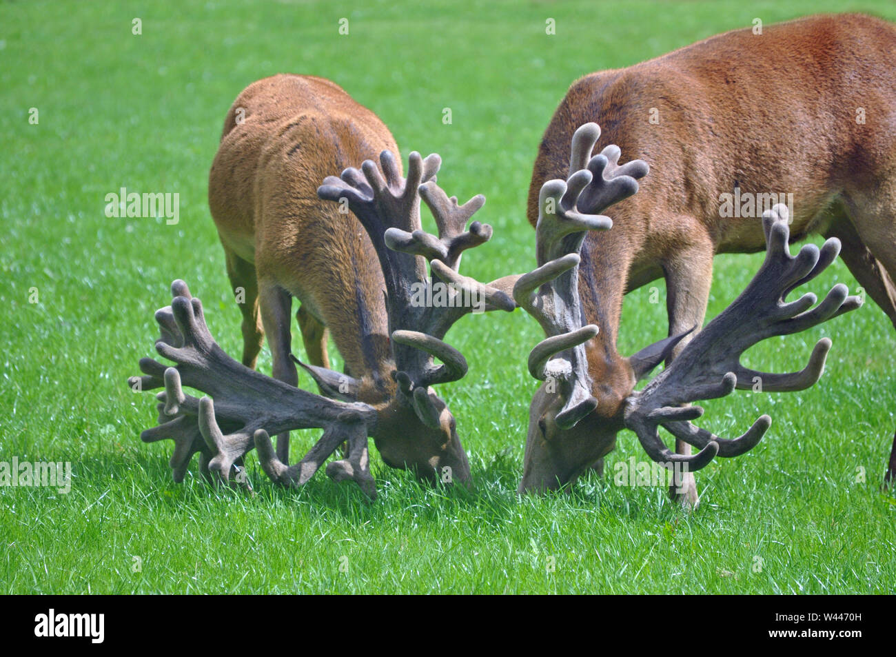 Two red stags with impressive sets of antlers graze in their paddock on the West Coast of New Zealand. Stock Photo
