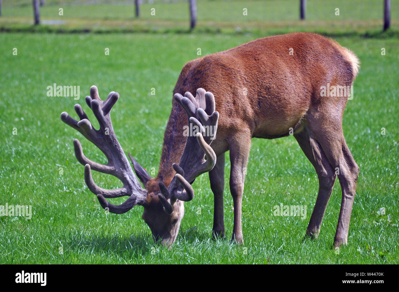 A red stag with an impressive set of antlers grazes in his paddock on the West Coast of New Zealand. Stock Photo
