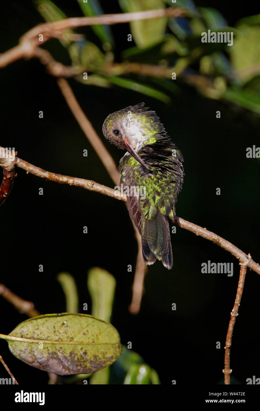 Redbilled Streamertail (Trochilus polytmus) adult female perched on