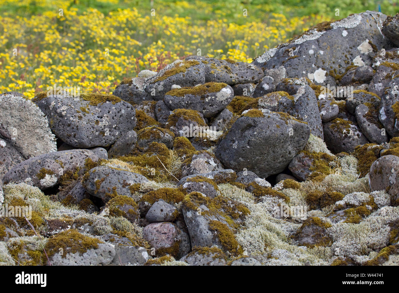 Pumice rocks with Woolly Fringe Moss , Sangerdi, Iceland Stock Photo