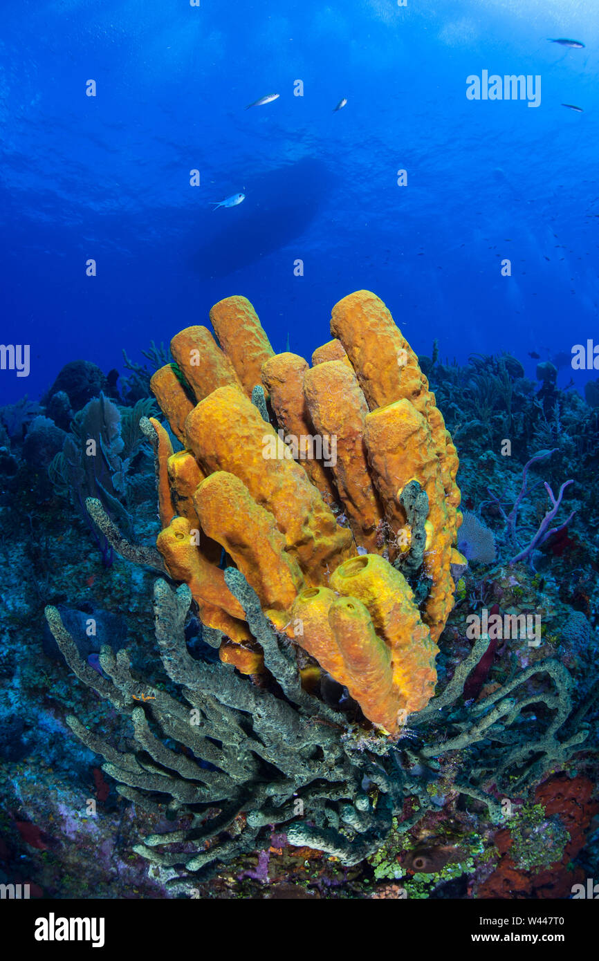 A colorful set of sponges thrive on a healthy coral reef off the coast of Grand Cayman in the Caribbean Sea. This is a destination for scuba divers. Stock Photo