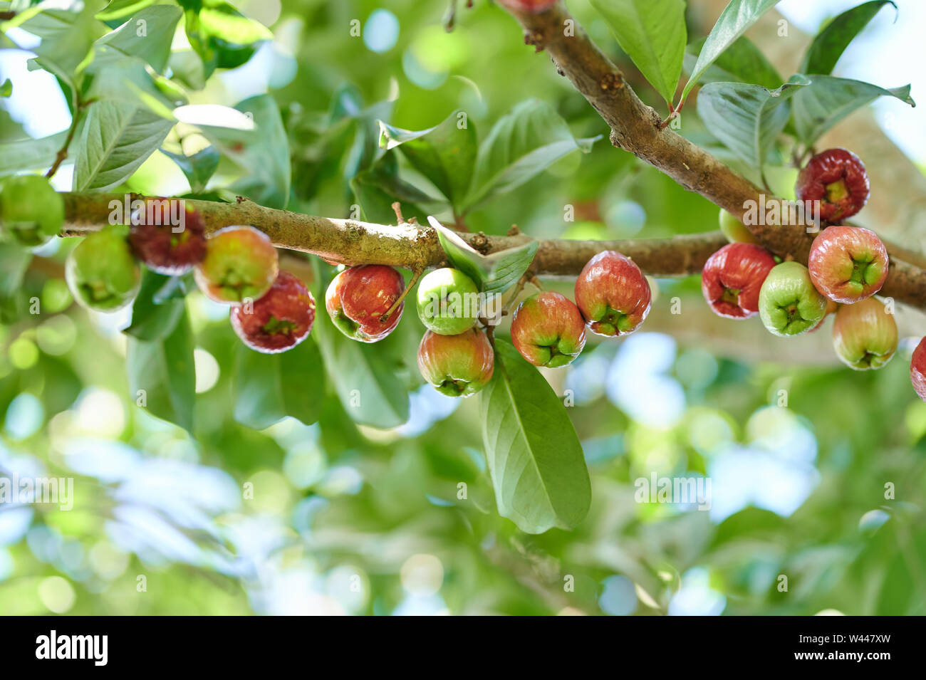 Sweet rose apple fruit hang on tree branch Stock Photo