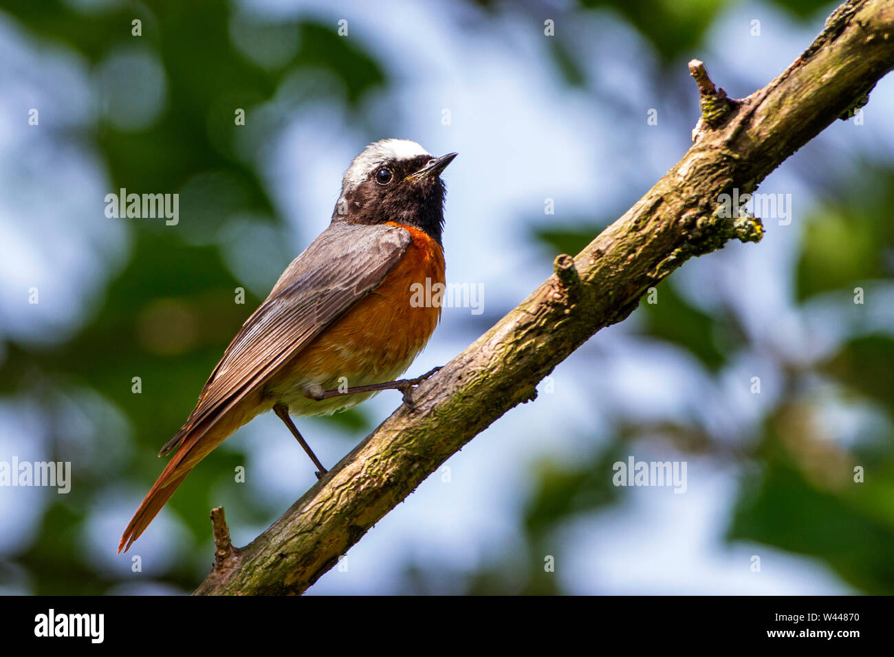 Rotschwanzchen High Resolution Stock Photography And Images Alamy