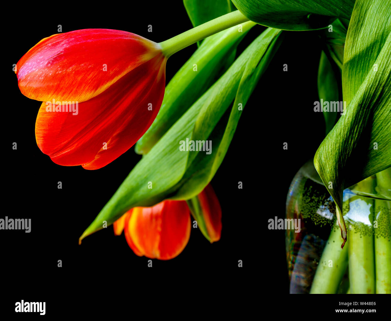 Red tulip in studio setting in vase on display Stock Photo
