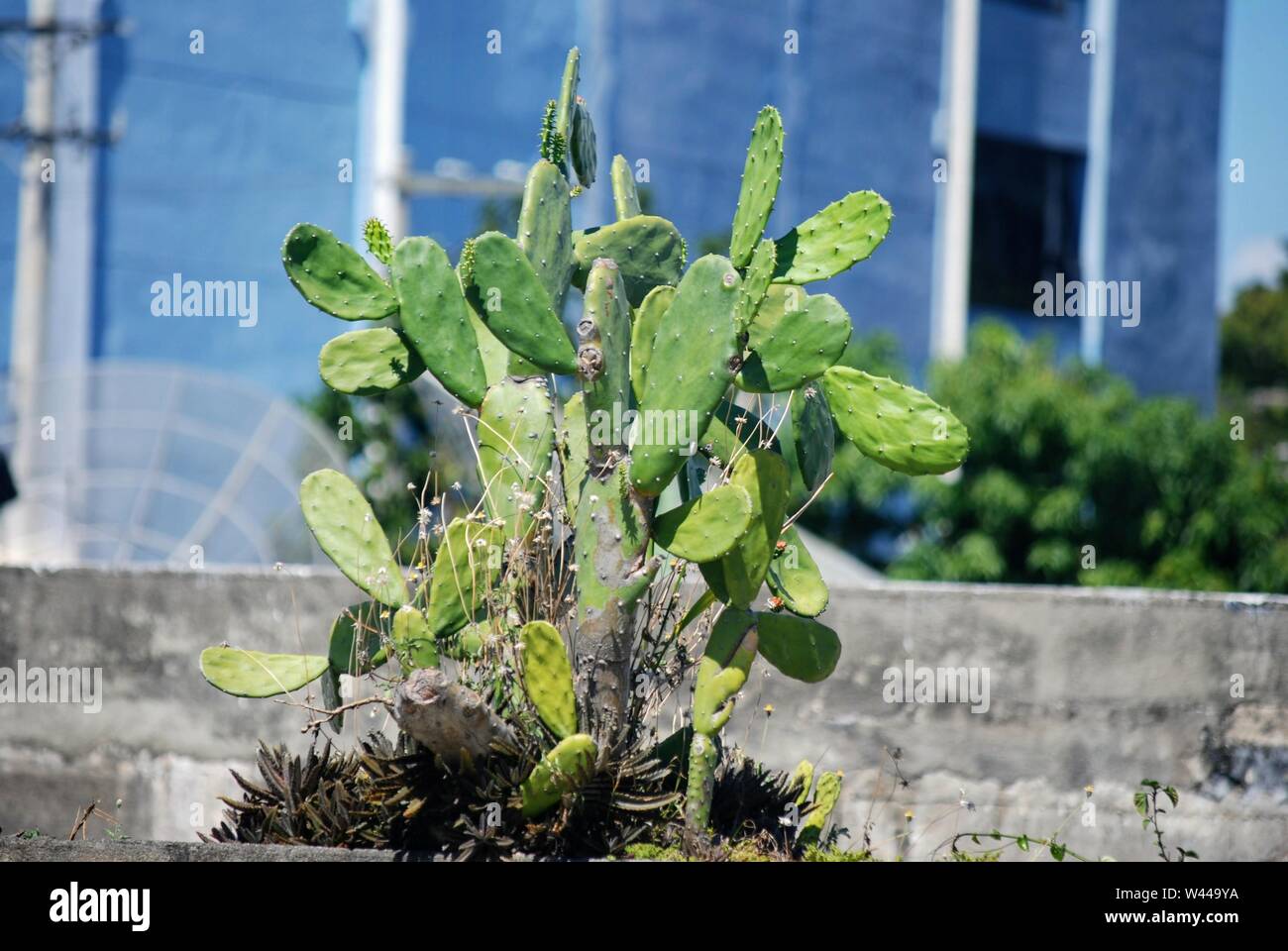 Tropical cactus plant hi-res stock photography and images - Alamy