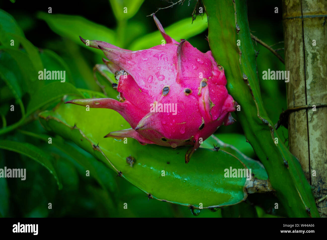 Ripe dragon fruit hang on planting dragon fruit tree growing in field garden farm agriculture on Bangladesh Stock Photo