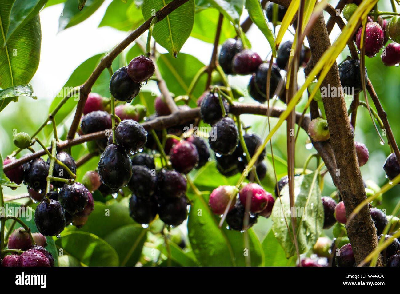 JAMBOLAN PLUM, Jamun Fruit, Syzygium cumini, Black Plum, Java Plum, Black Berry Fruit Plant Stock Photo
