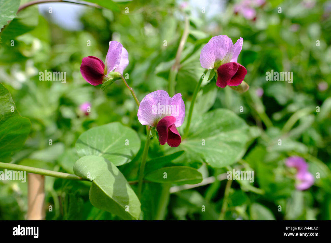 Mangetout plants in flower Stock Photo