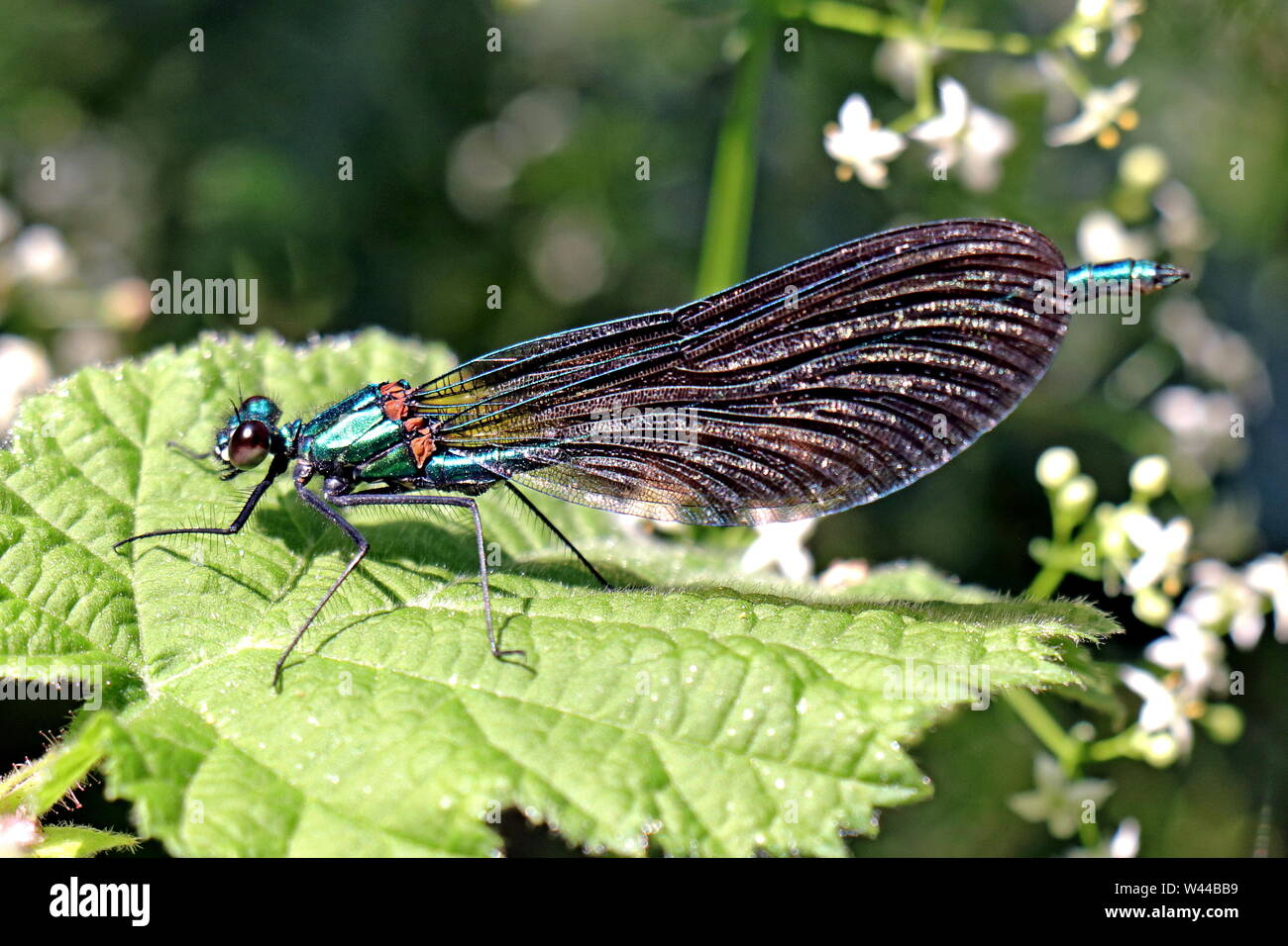 The beautiful demoiselle (Calopteryx virgo) is a European damselfly belonging to the family Calopterygidae, Male Stock Photo