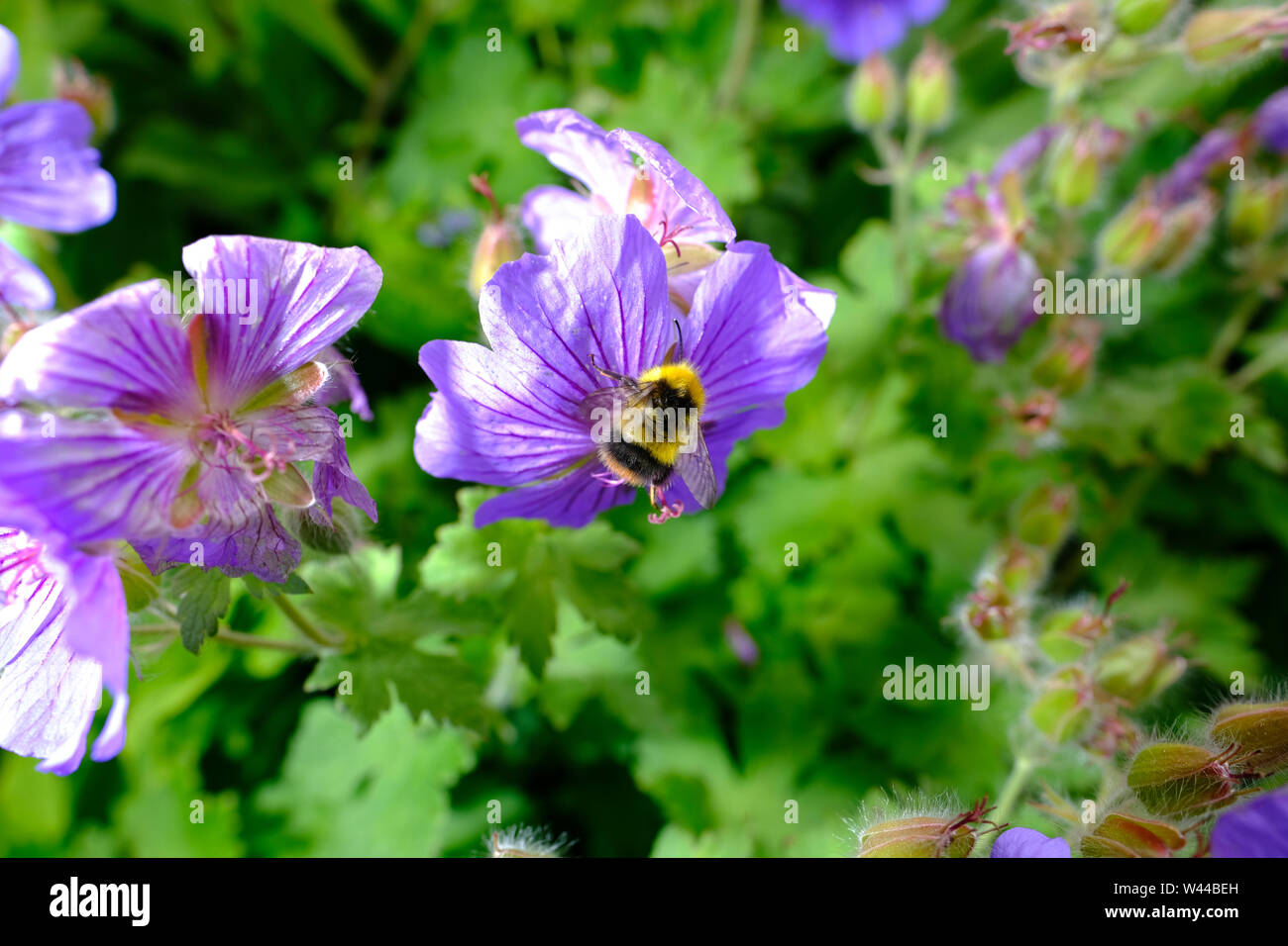 Geranium flowers being pollinated by a bumble bee in an English cottage garden herbaceous border Stock Photo