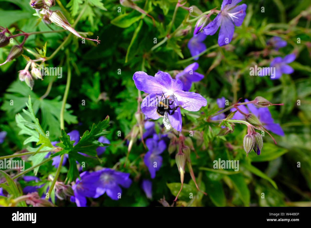 Geranium flowers being pollinated by a bumble bee in an English cottage garden herbaceous border Stock Photo