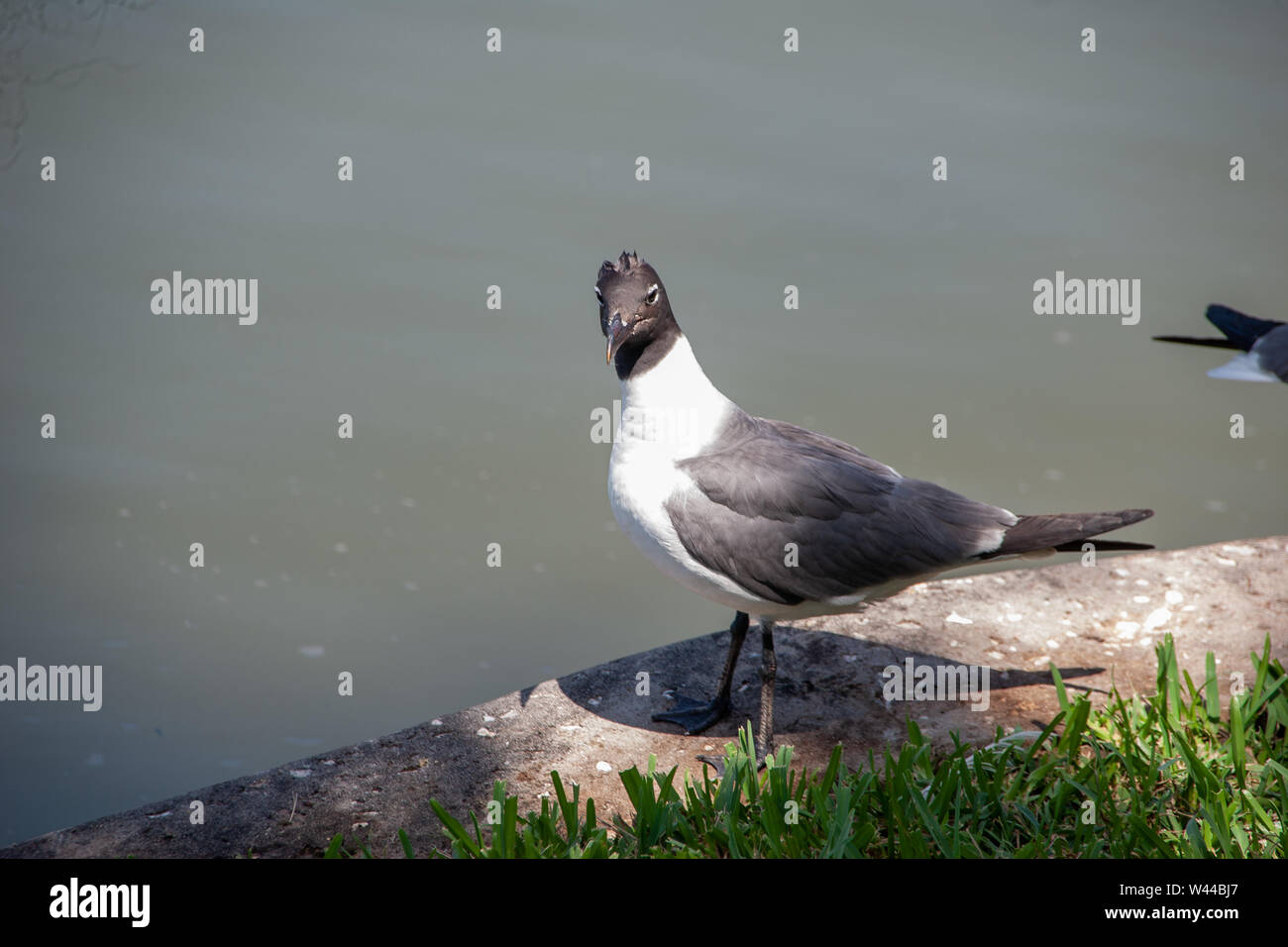 Laughing gull having a bad hair day Stock Photo