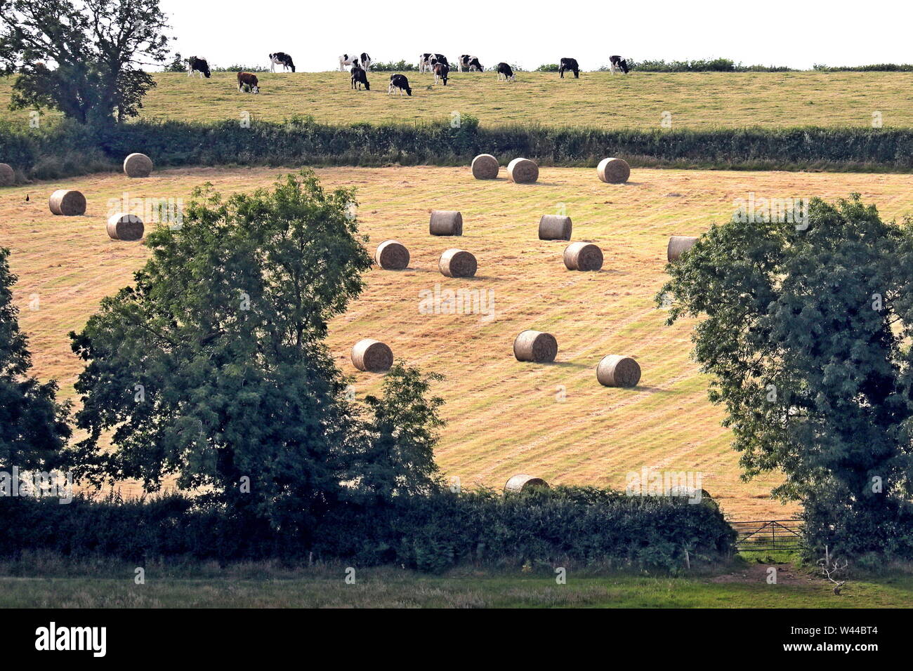 Round straw bales in harvested field, Ivybridge, Filham, South Hams