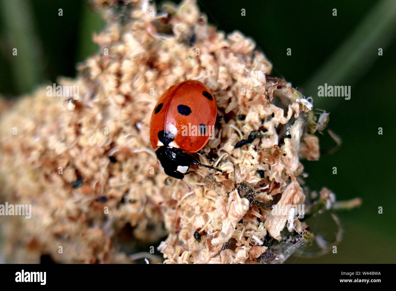 Ladybird, 7-Spot Ladybug. Coccinellid, derived from Latin word coccineus – scarlet. Ladybird originated in Britain, Our Lady's bird or Lady beetle Stock Photo