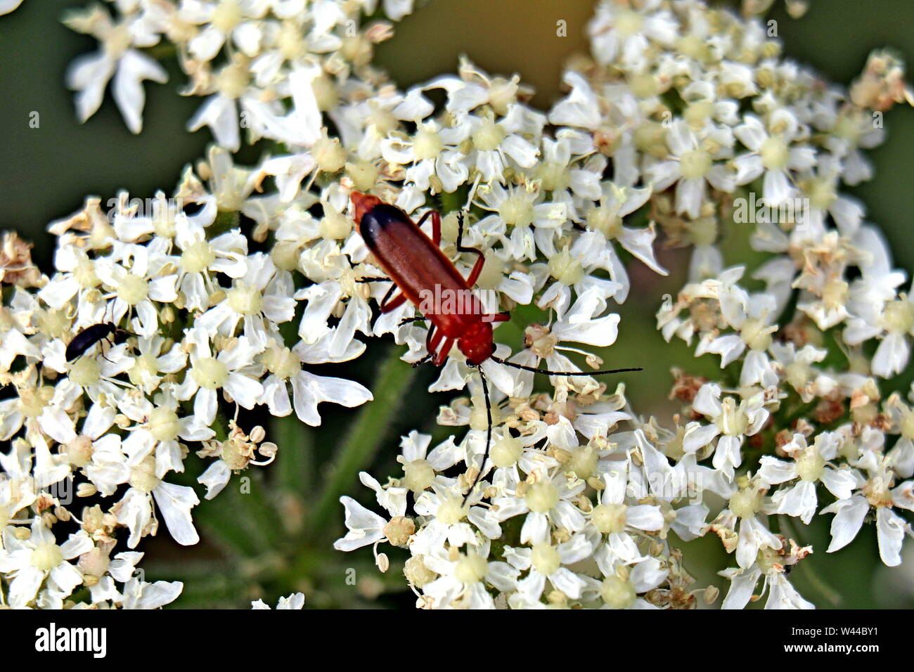 Common red soldier beetle, Rhagonycha fulva, also misleadingly known as the bloodsucker beetle, and popularly known in England as the Hogweed Bonking Stock Photo