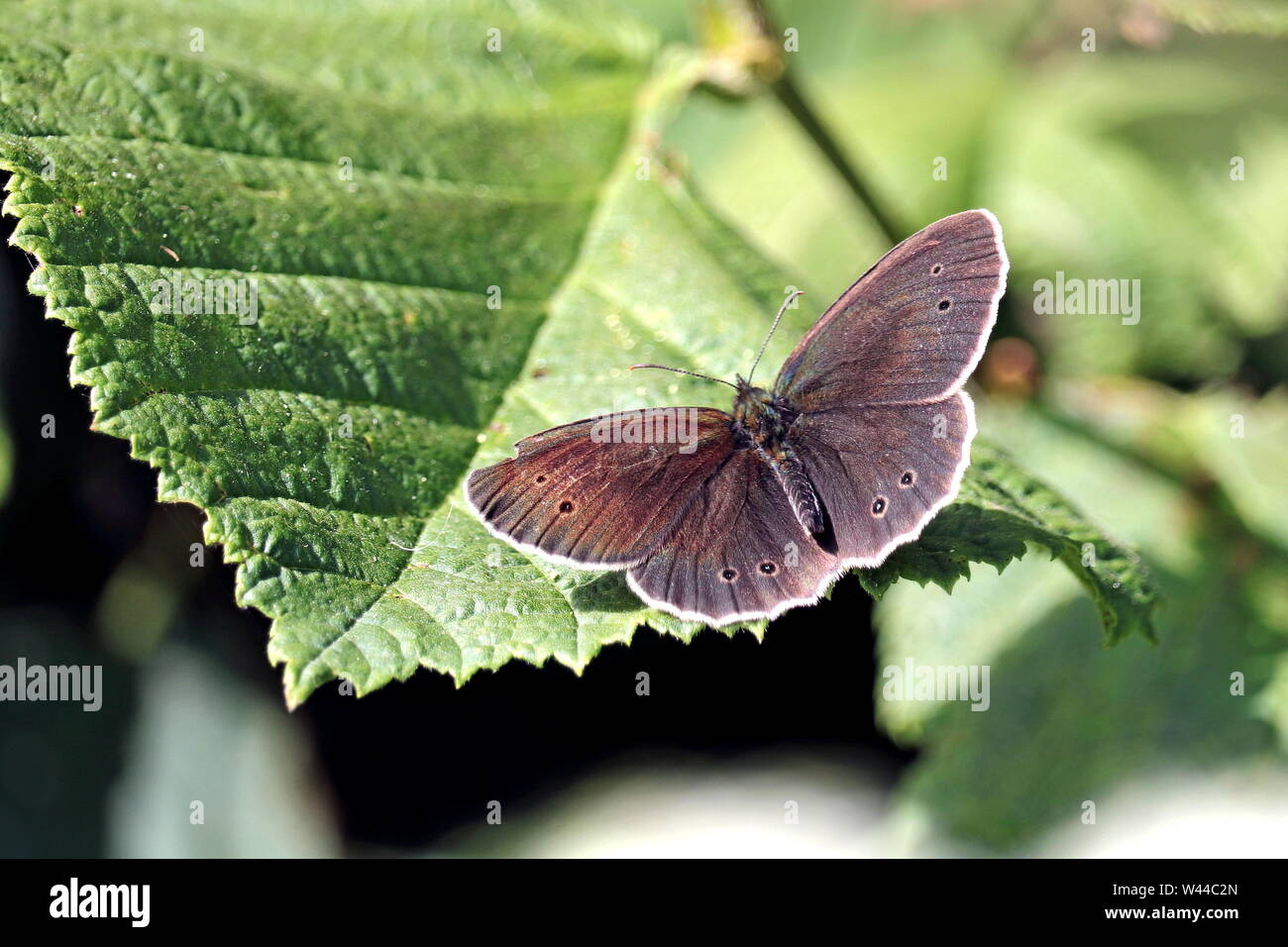Ringlet Butterfly, Aphantopus hyperantus. Almost black as it emerges with a white fringe to the wings and circles on the underwings. Ivybridge, Devon, Stock Photo