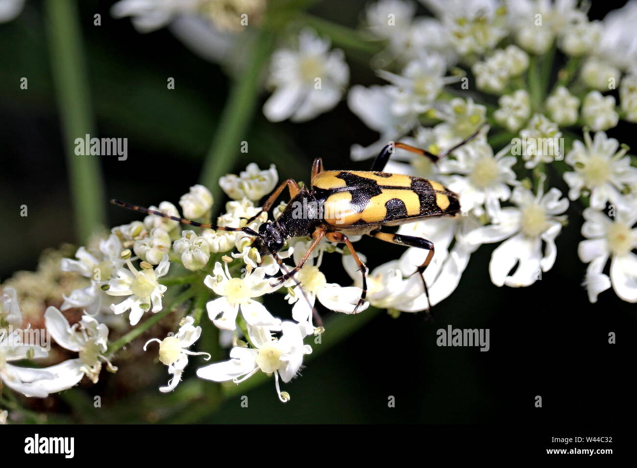 Spotted Longhorn Beetle. Rutpela maculata, the spotted longhorn, is a beetle species of flower longhorns belonging to the family Cerambycidae. Ivybrid Stock Photo