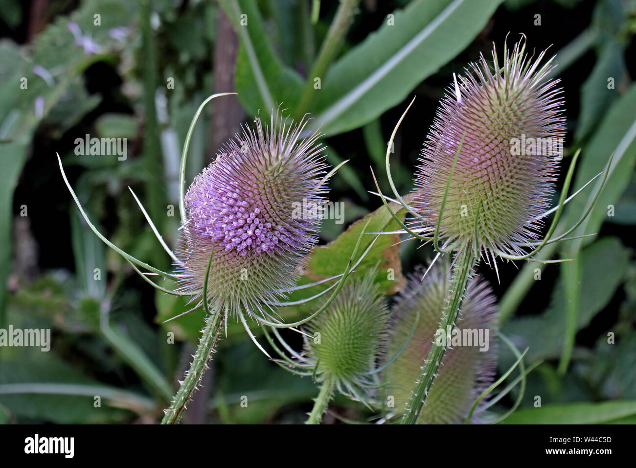 Teasel, Fuller's Teasel,  Dipsacus fullonum Sativus, was formerly widely used in textile processing, providing a natural comb for cleaning. Ivybridge, Stock Photo