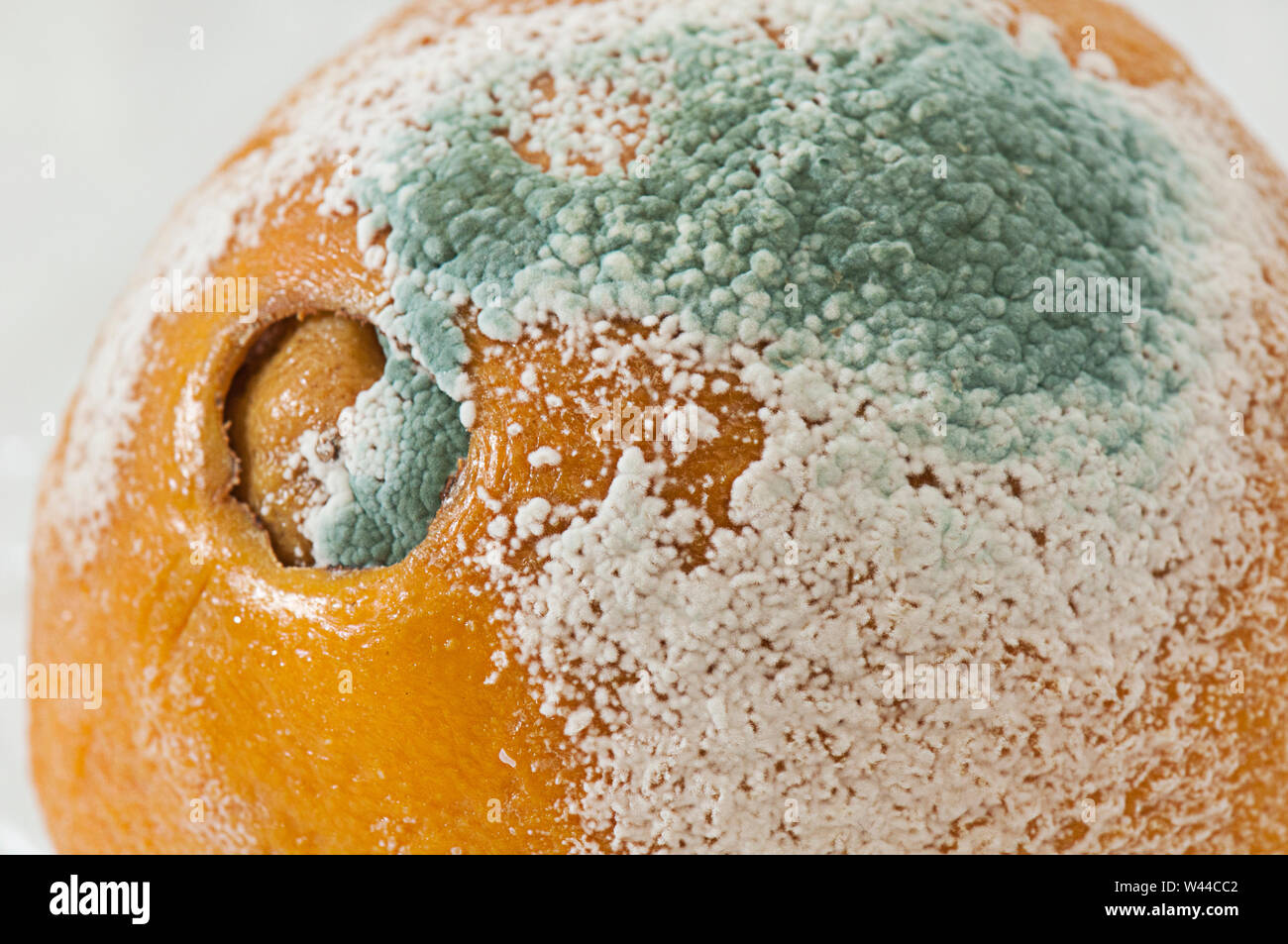 Penicillin fungus growing on an orange hires stock photography and