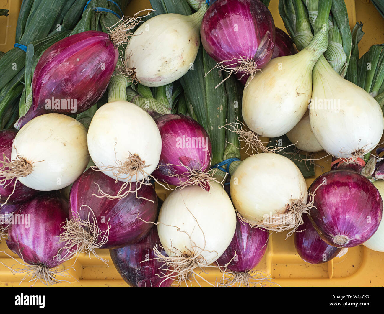 Many red onions hires stock photography and images Alamy