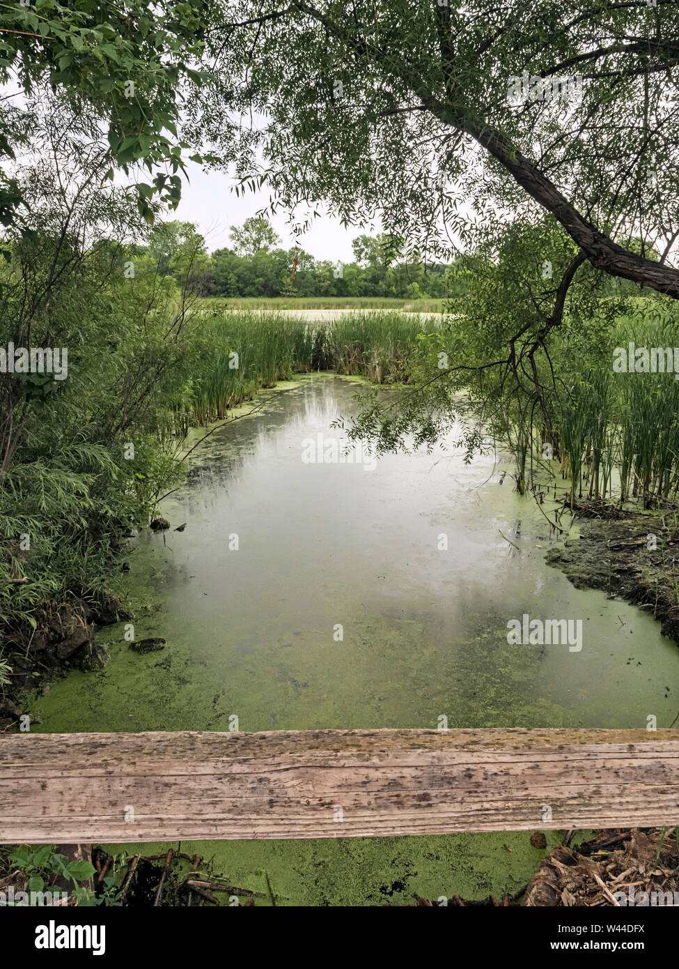 Algae Coated High Resolution Stock Photography and Images - Alamy