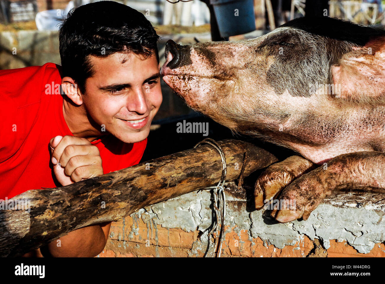 Pigs in a pigpen hires stock photography and images Alamy