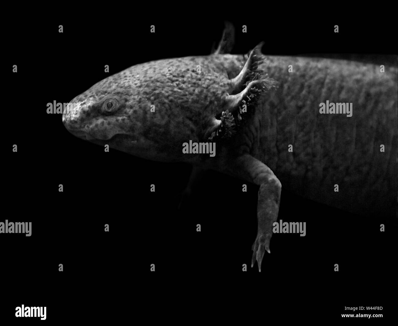 Ambystoma Mexicanum Axolotl High Resolution Stock Photography And Images Alamy Ambystoma Mexicanum Axolotl High Resolution Stock Photography And Images Alamy