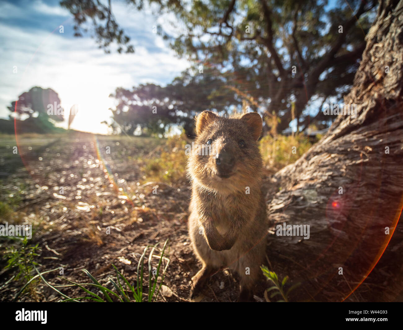 Quokka on Rottnest Island Stock Photo - Alamy