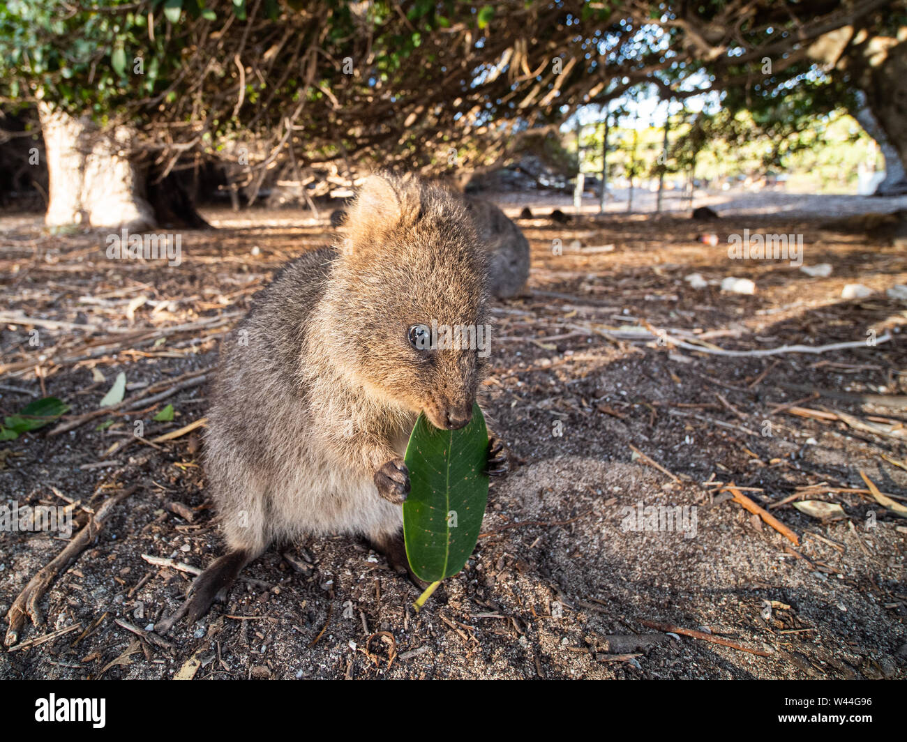 Quokka eating a leaf on Rottnest Island Stock Photo - Alamy