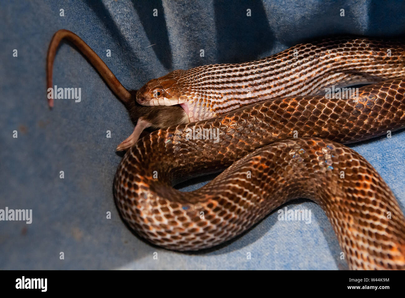 Snake With Legs High Resolution Stock Photography and Images - Alamy