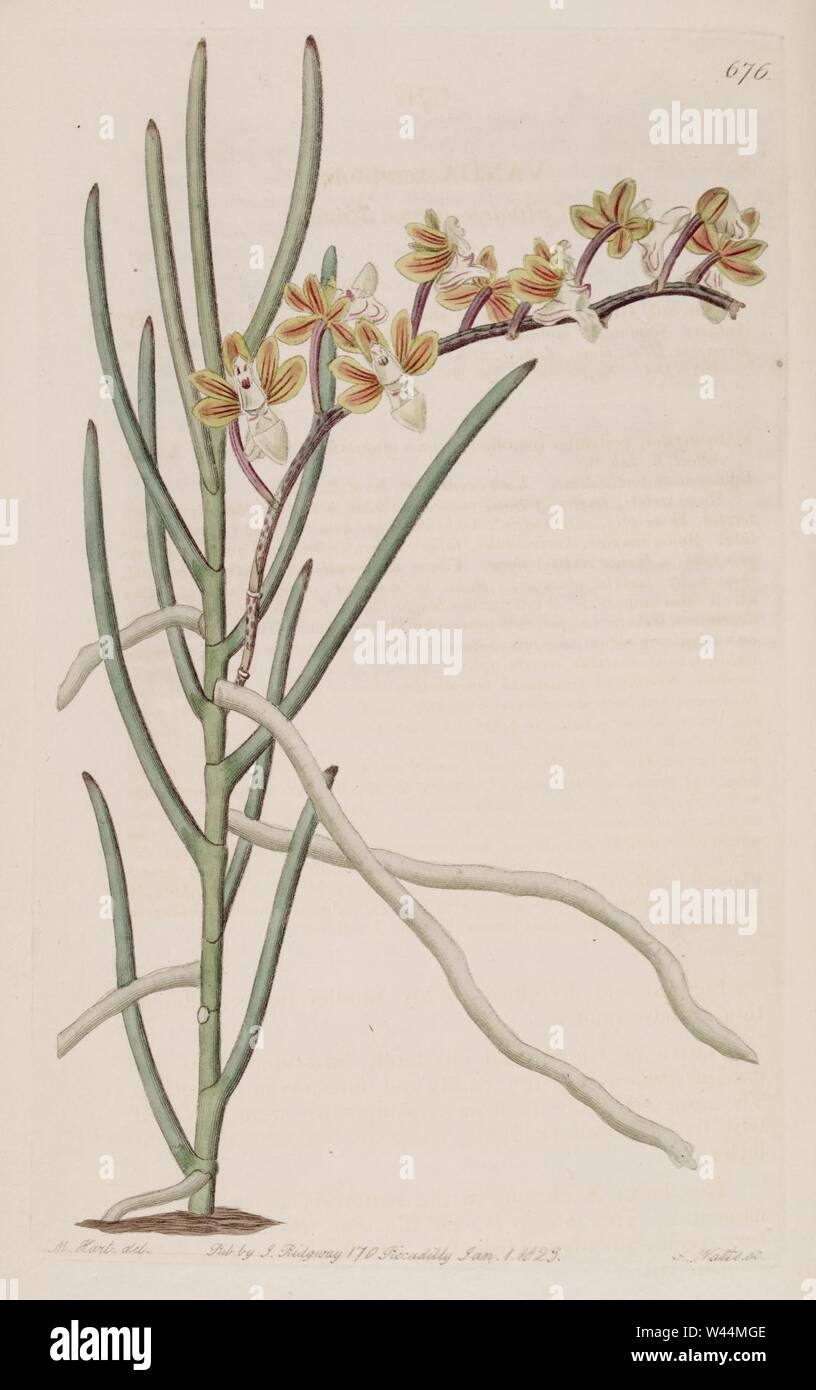 Cleisostoma simondii (as Vanda teretifolia) - Bot. Reg. 8 pl. 676 (1822). Stock Photo
