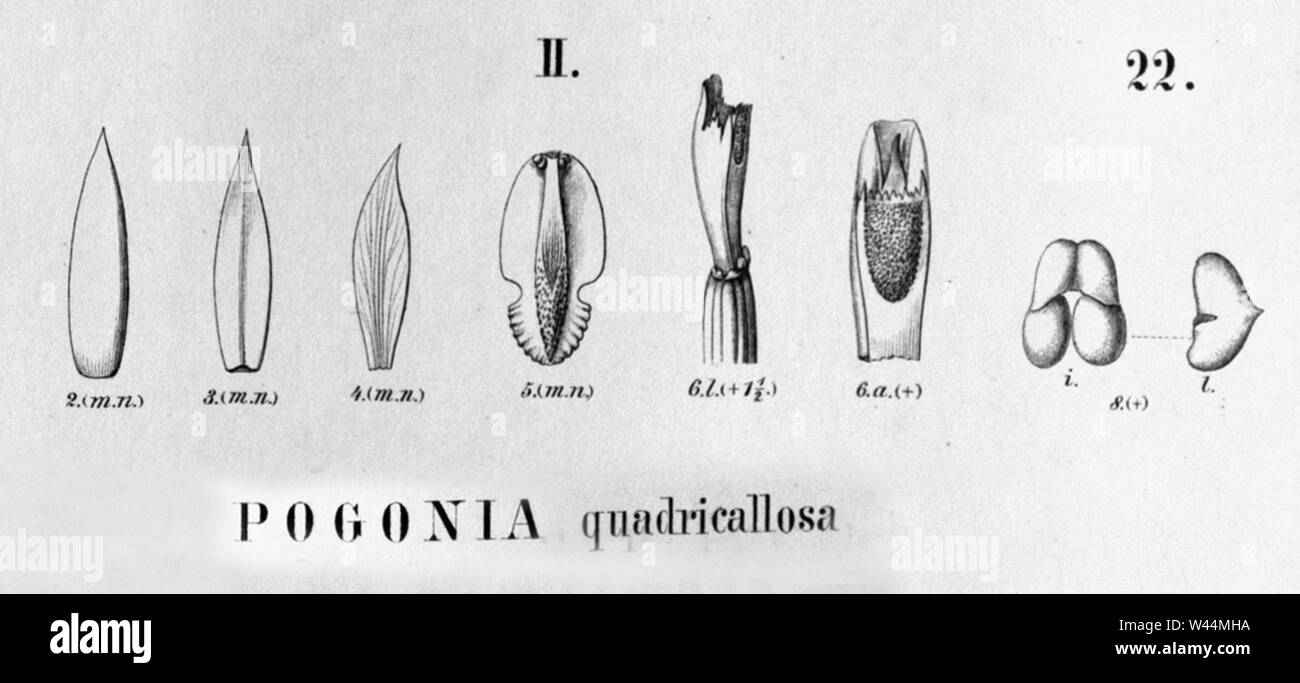 Cleistes quadricallosa (as Pogonia quadricallosa) - cutout from Flora Brasiliensis 3-4-22-fig II. Stock Photo