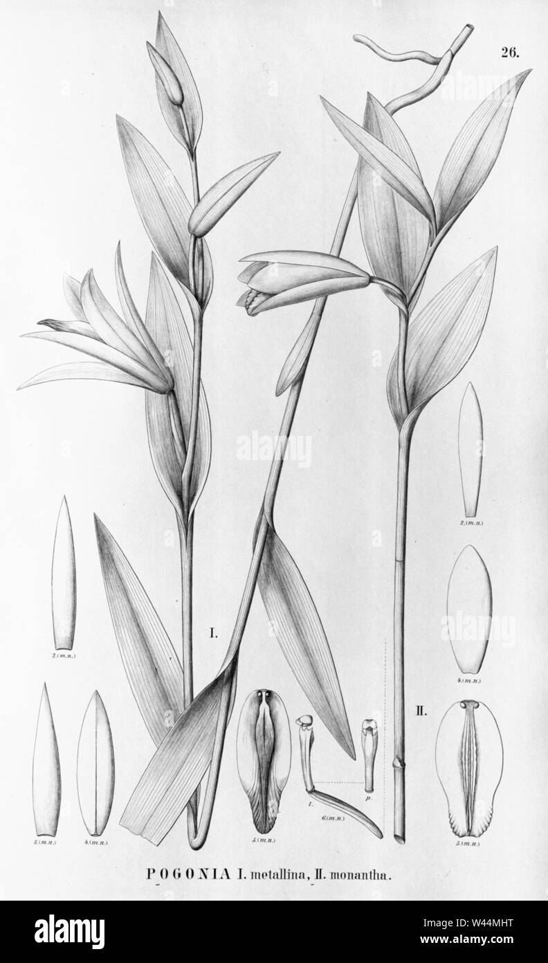 Cleistes metallina (as Pogonia metallina) - Cleistes monantha (as Pogonia monantha) - Flora Brasiliensis 3-4-26. Stock Photo