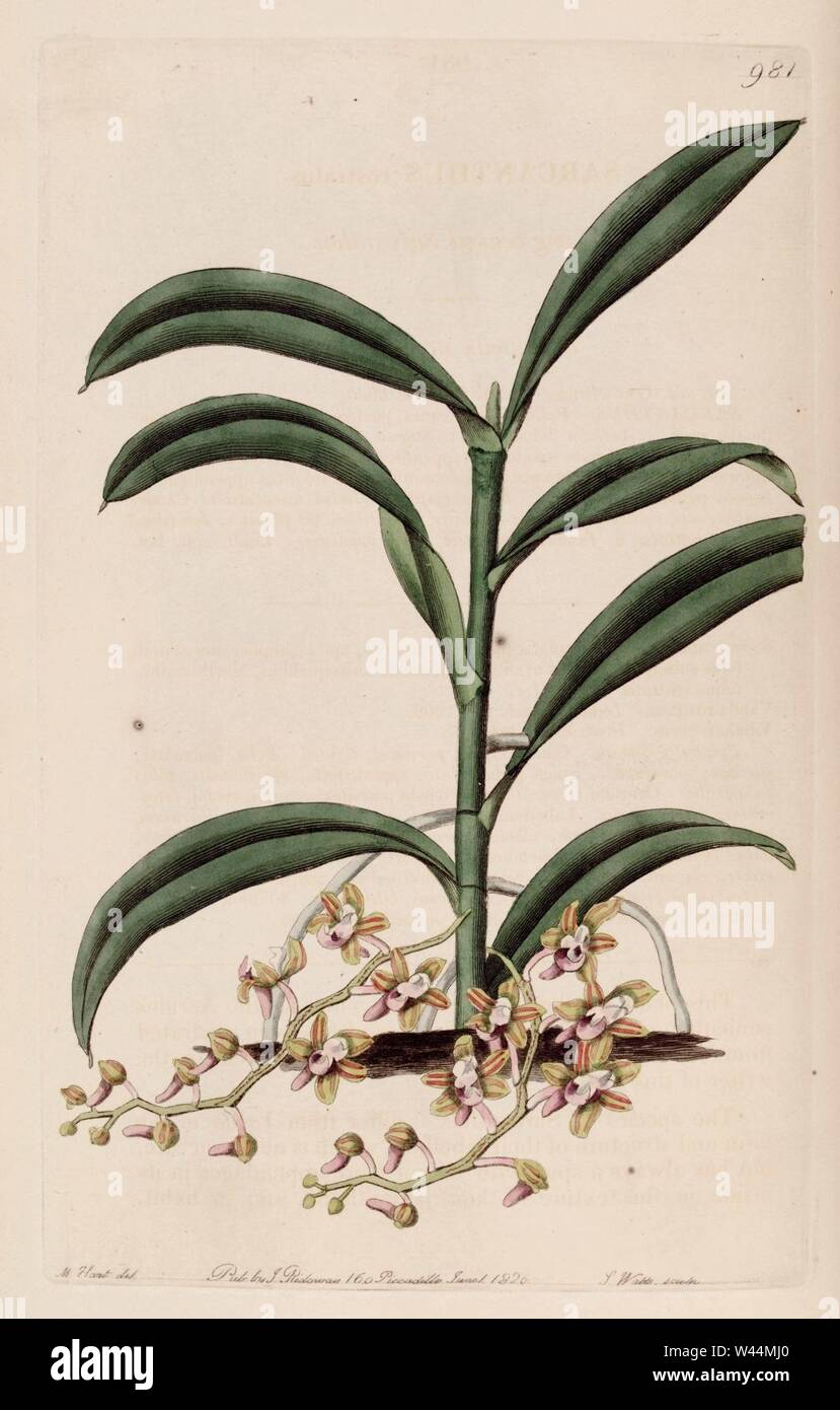 Cleisostoma recurvum (as Sarcanthus rostratus) - Bot. Reg. 12 pl. 981 (1826). Stock Photo