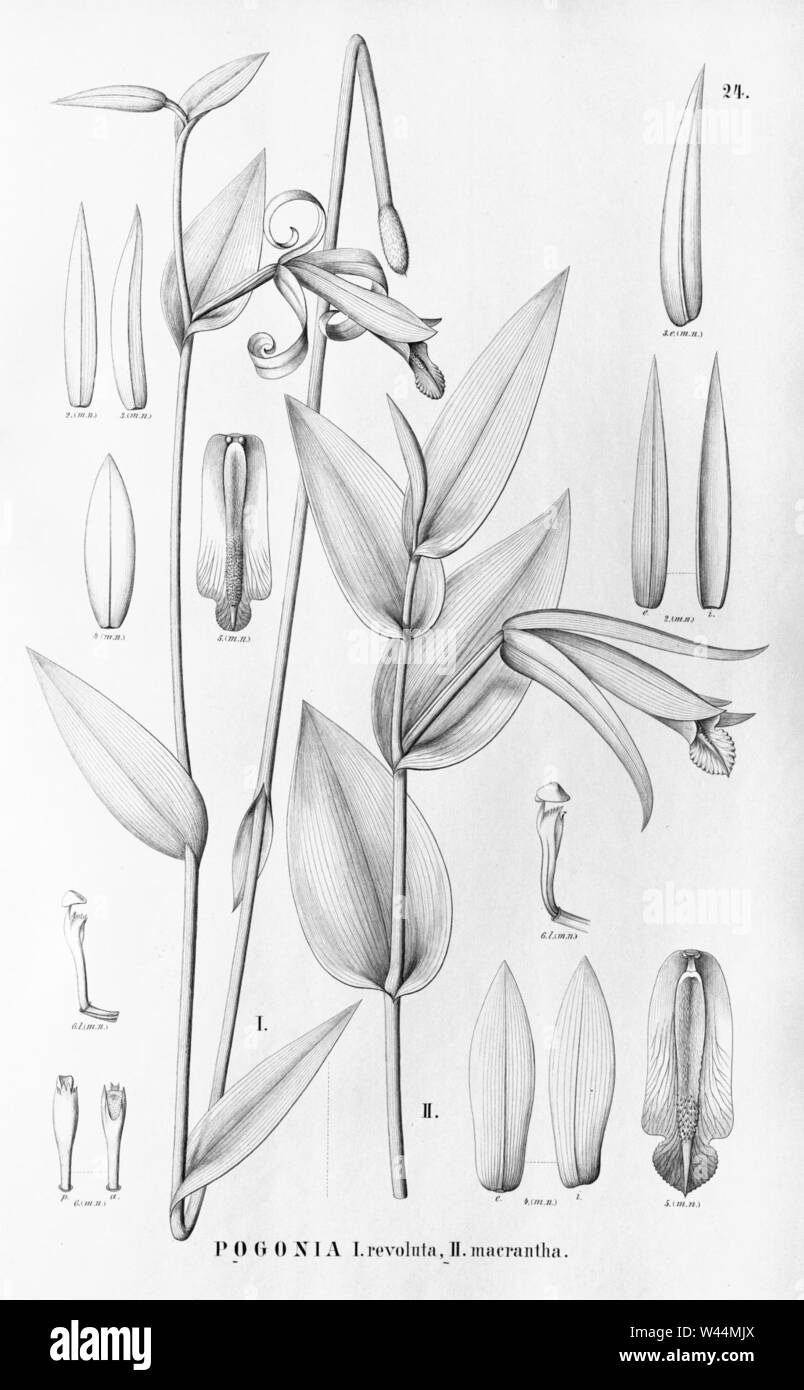 Cleistes revoluta (as Pogonia revoluta) - Cleistes macrantha (as Pogonia macrantha) - Flora Brasiliensis 3-4-24. Stock Photo