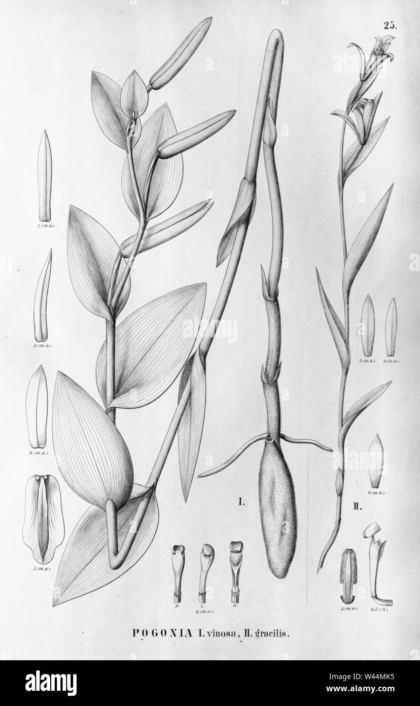 Cleistes vinosa (as Pogonia vinosa) - Cleistes rodriguesii (as Pogonia gracilis) - Flora Brasiliensis 3-4-25. Stock Photo