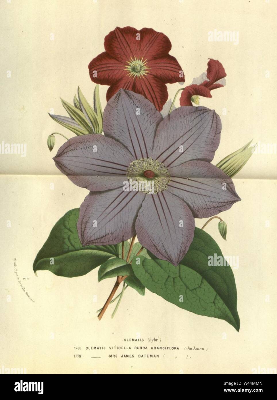 Clematis 'Mrs James Bateman' & Clematis 'Rubra Grandiflora'. Stock Photo