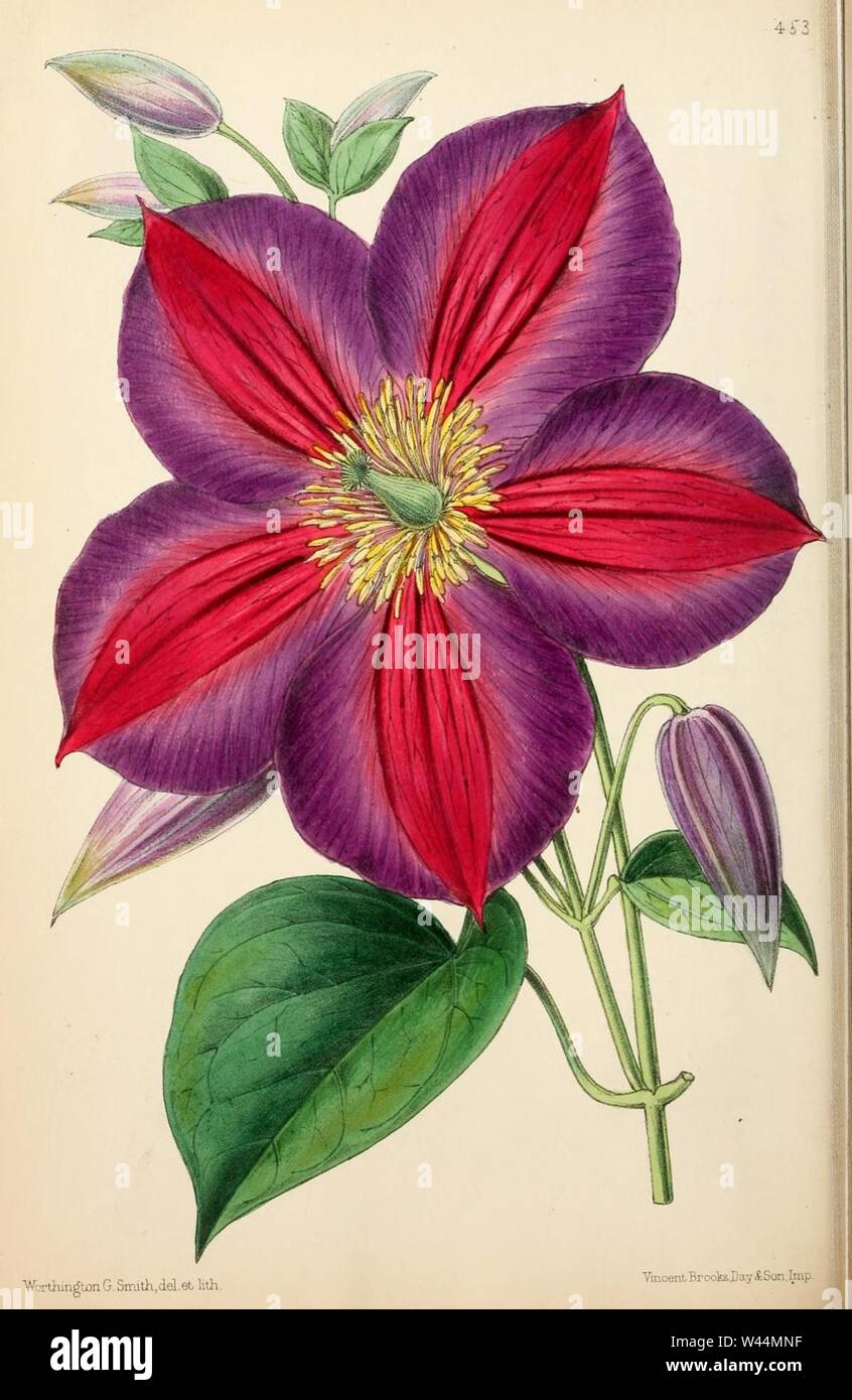 Clematis 'Magnifica'. Stock Photo