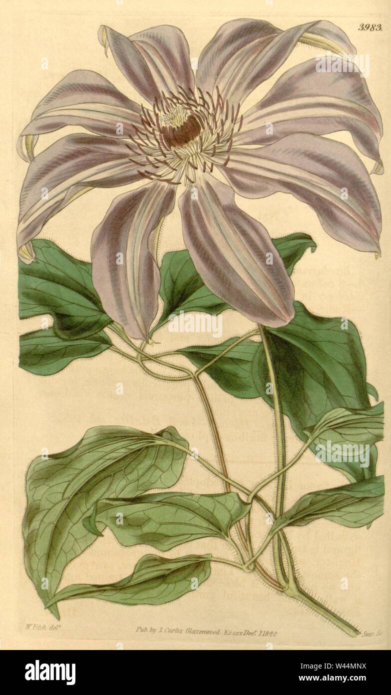 Clematis patens 'Grandiflora'. Stock Photo